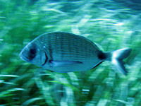 White bream Diplodus sargus