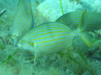 Goldstrieme Sarpa salpa