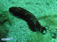 Holothuria polii