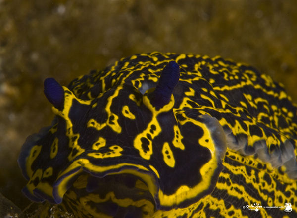 Hypselodoris picta