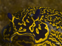 Hypselodoris picta