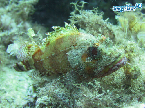 Kleiner Drachenkopf Scorpaena ustulata