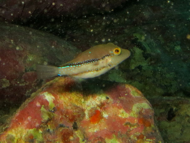 Spitzkopfkugelfisch Canthigaster capistrata