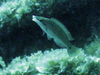 Lippfisch Symphodus tinca