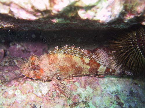 Madeira-Drachenkopf Scorpaena madurensis