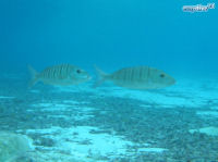 Striped bream Lithognathus mormyrus