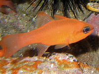 Apogon imberbis
