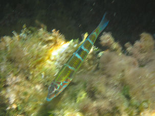 Meerpfau Thalassoma pavo