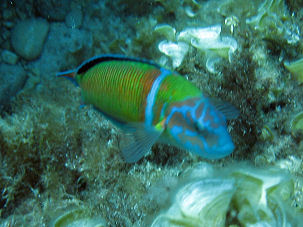 Meerpfau Thalassoma pavo