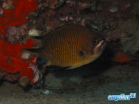 Chromis chromis