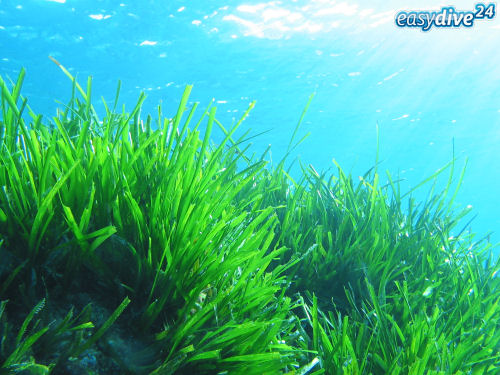 Neptungras Posidonia oceanica