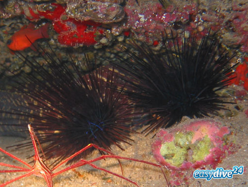 Diademseeigel Diadema antillarum