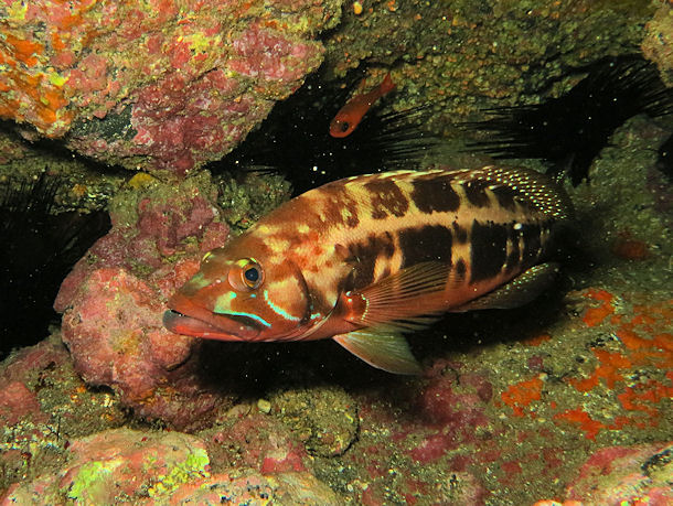 Sgebarsch Serranus atricauda