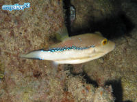 Spitzkopf-Kugelfisch Canthigaster capistrata