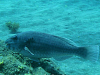 Mittelmeer-Papageifisch Sparisoma cretense