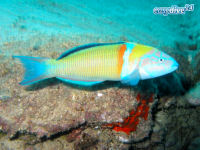 Meerpfau Thalassoma pavo