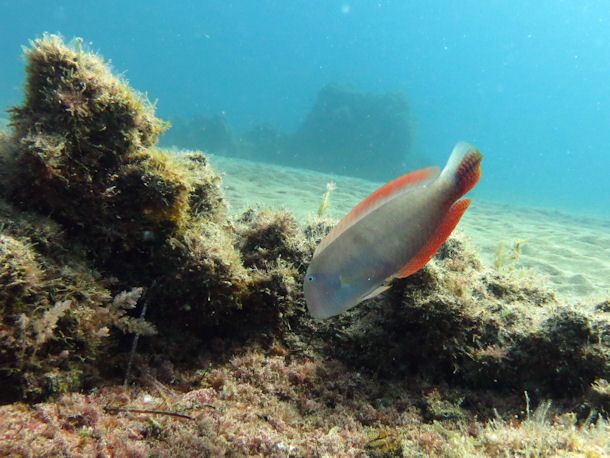 Schermesserfisch Xyrichtys novacula