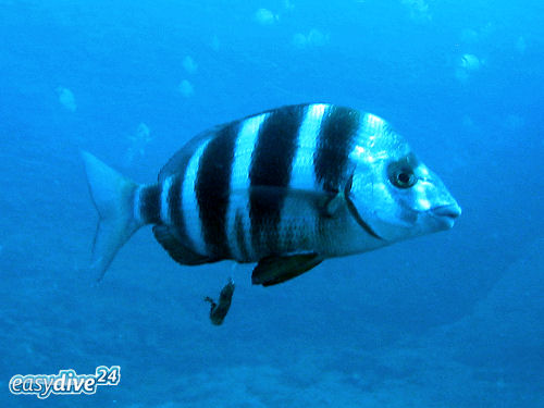 Zebrabrasse Diplodus cervinus