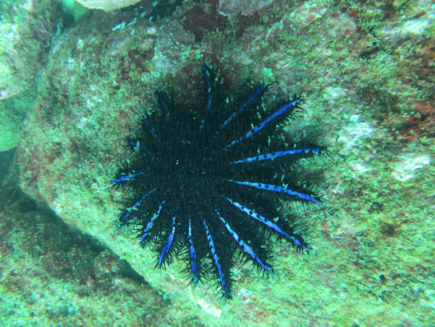 Acanthaster planci