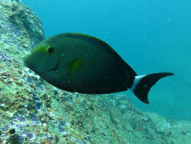 Acanthurus gahhm