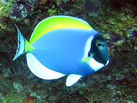 Acanthurus leucosternon