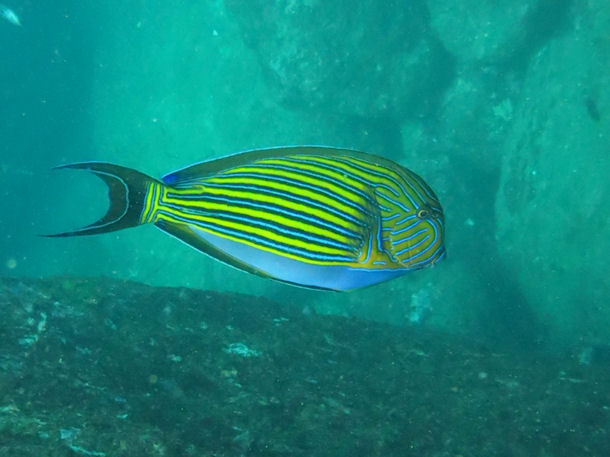 Acanthurus lineatus