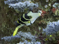 Sattel-Spitzkopfkugelfisch Canthigaster valentini