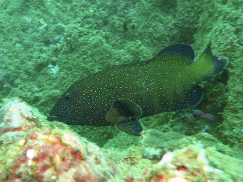 Cephalopholis argus