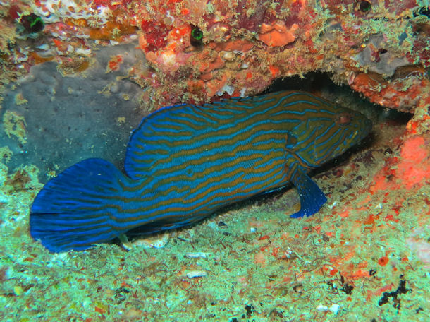 Cephalopholis formosa