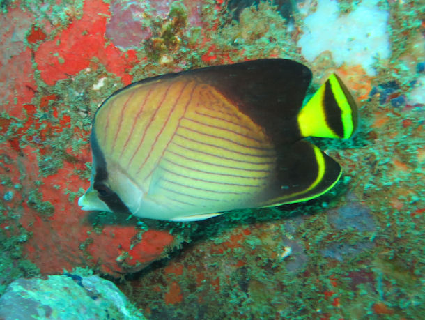 Chaetodon decussatus