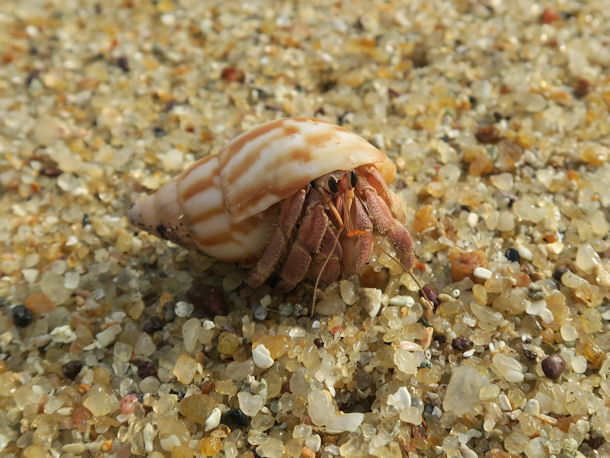 Coenobita sp.