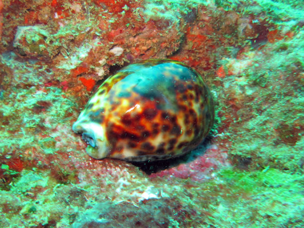 Cypraea