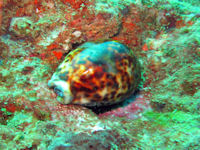 Cypraea sp.