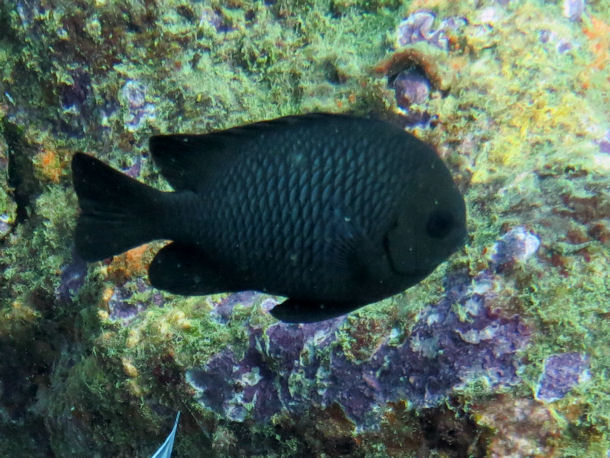 Dascyllus trimaculatus