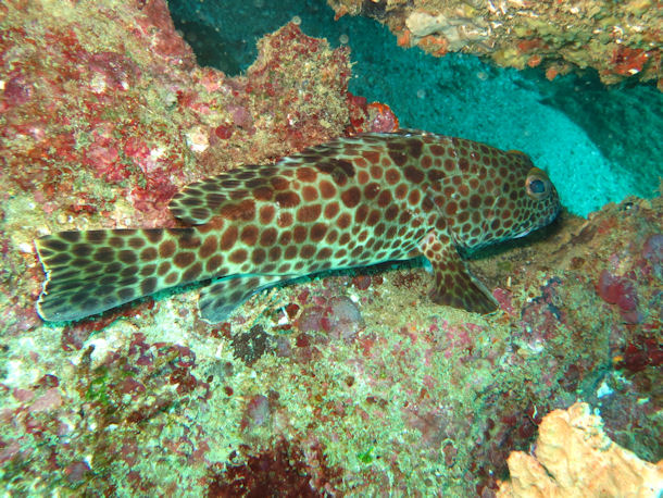 Epinephelus merra