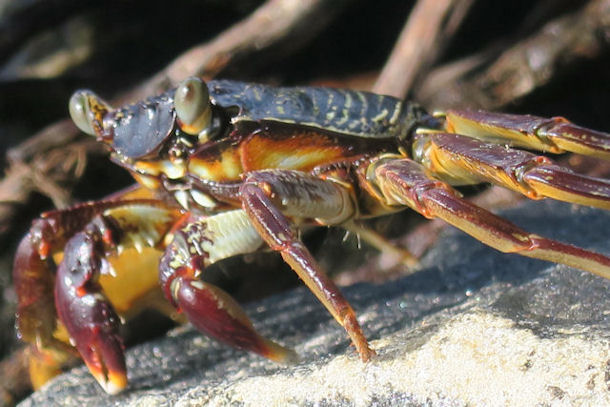 Felsenkrabbe Grapsus tenuicrustatus