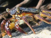 Grapsus tenuicrustatus