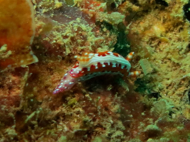 Hypselodoris maculosa