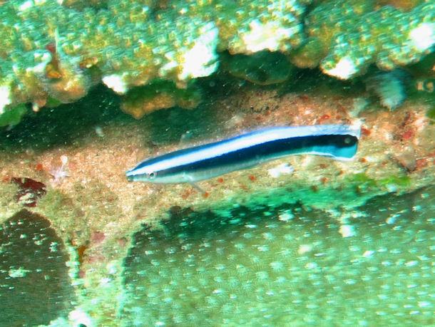 Labroides dimidiatus