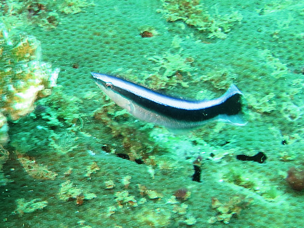 Labroides dimidiatus