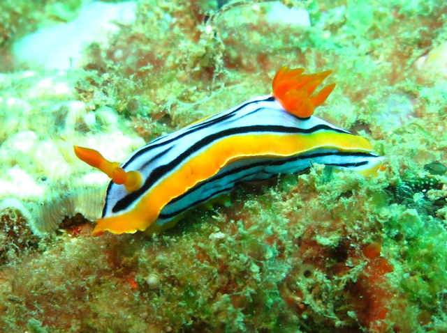 Chromodoris elisabethina