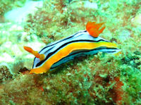 Chromodoris elisabethina