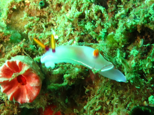 Hypselodoris bullocki