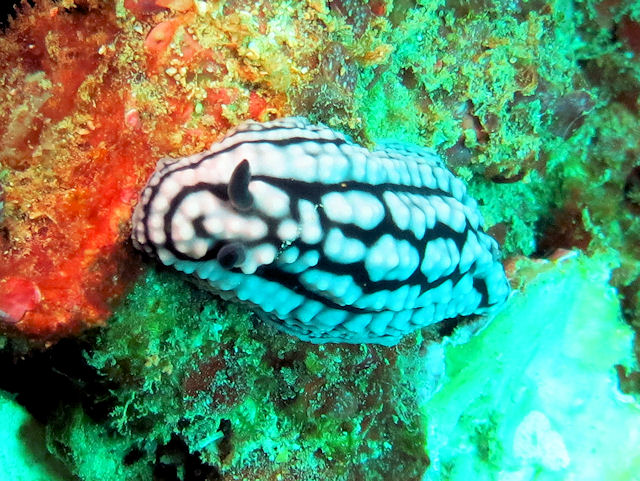 Phyllidiella pustulosa