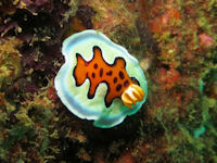 Goniobranchus gleniei