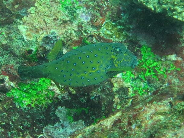 Kofferfisch Ostracion meleagris