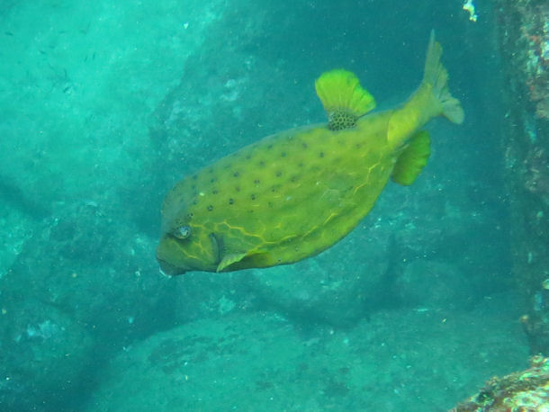 Kofferfisch Ostracion meleagris