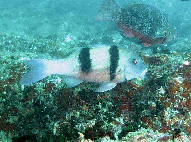 Parupeneus trifasciatus