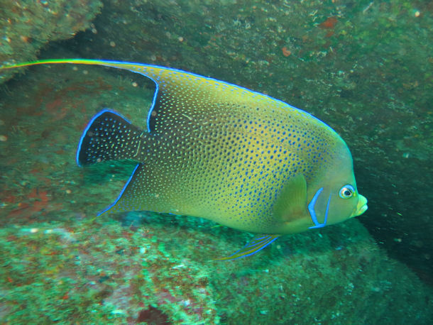 Pomacanthus semicirculatus