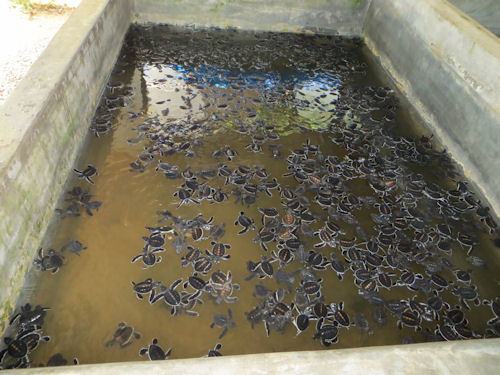Turtle Farm Sri Lanka